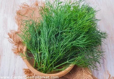 قیمت خرید عمده سبزی شوید خشک صادراتی + سود بالا